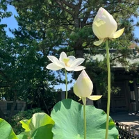 画像438