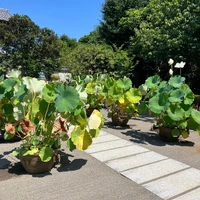 画像439