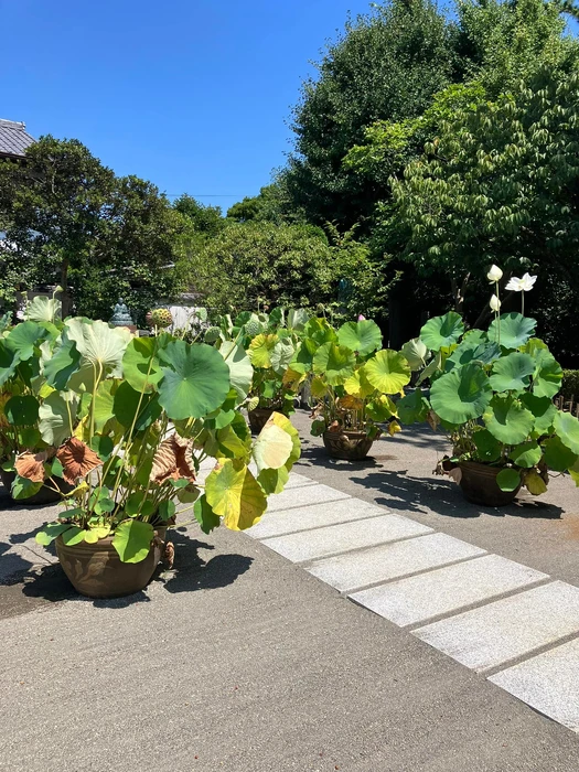 画像439